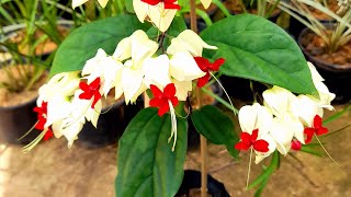 Clerodendrum thomsoniae [upl. by Arette861]