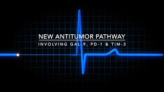 Antitumor Pathway Involving Galectin 9 PD1 and TIM3 [upl. by Aztilem552]