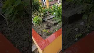 Terrace garden after rain  Clean Green rooftop  Getting ready for winter flowers nature shorts [upl. by Suzetta]