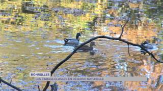 Bonnelles  les étangs classés en réserve naturelle [upl. by Keily]