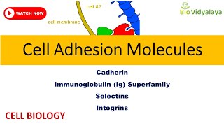 Cell Adhesion Molecules Cadherin Selectin IgSF Integrin  CELL BIOLOGY CSIR NET Lifescience [upl. by Brier]