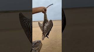 Hunting Curlew bird youtubeshorts weapon shotgun reels 30borepistol 12Gauge [upl. by Acinoreb]