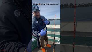 Fishing at Santa Cruz Boardwalk seizethedayfishing pierfishing jacksmelt positivevibes [upl. by Aylad981]