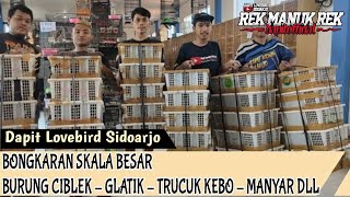 BONGKARAN SEKALA BESAR BURUNG CIBLEK  GLATIK  TRUCUK KEBO  MANYAR DLL [upl. by Ciapha]