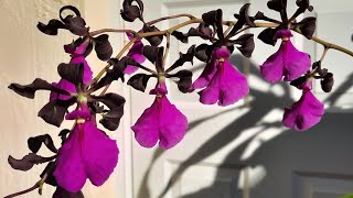 How I grow Encyclia Orchids and how to apply for flower quality award orchidnewbee8786 [upl. by Burroughs834]