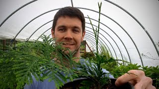 Do Green Giant Arborvitae Establish a Central Leader Easily  Green Giant Cuttings Results [upl. by Eselehs661]