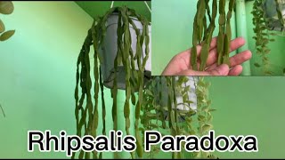 Plant Feature 5 Rhipsalis Paradoxa [upl. by Sylvie]