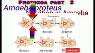 Protozoa part 3 [upl. by Ozne212]