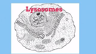 LysosomesCell Organelles [upl. by Celka]