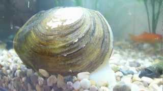 Anodonta cygnea Swan Mussel [upl. by Odnavres565]