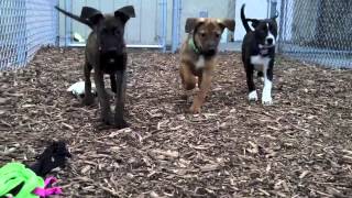 Plott Hound puppies available for adoption at the Wisconsin Humane Society [upl. by Minoru]