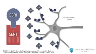 Mechanism of SSRIs Monoamine Theory and the Role of BDNF [upl. by Coppola442]