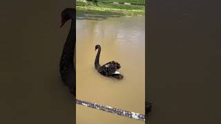 Cisne se exibindo pra nós na fazendinha do quiosque do alemãoRJ cisne quiosquedoalemão [upl. by Seidule]