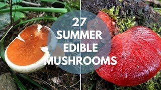 Wild Mushrooms You Can Eat Summer Edition [upl. by Nirrad]