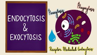 Biology Cell Structure I Nucleus Medical Media [upl. by Cary521]