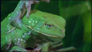 The Waxy Monkey Frog [upl. by Prendergast233]