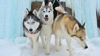 Adventurous Husky Explores Grand Island Michigans Stunning Ice Caves [upl. by Haidebez]