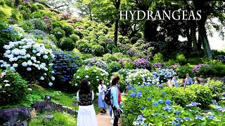 【4K Hydrangeas 】The New Varieties of Hydrangeas and Scenes新品種のアジサイたちと、アジサイの景色 hydrangea [upl. by Muns]