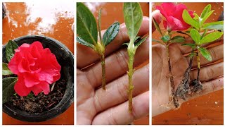 How to grow Azalea plant  Azalea propagation from cuttings in easy and simple way [upl. by Edalb]