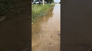 Drain Flood Rain On Street Road unclog drain floodedstreets shorts [upl. by Iorgo197]