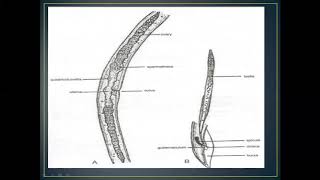 FUNDAMENTALS OF PLANT PATHOLOGY  NEMATODE Part3 [upl. by Ardnuasak]