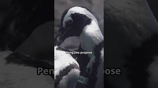 Did You Know Penguins Propose with Pebbles  Cute Penguin Facts [upl. by Giacopo417]