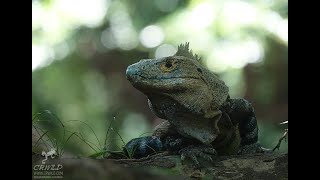 CTENOSAURA SIMILIS THE KOMODO DRAGON OF COSTA RICA [upl. by Oigroeg]