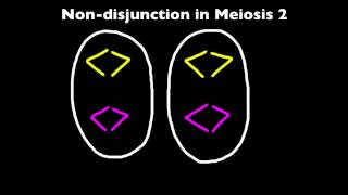 424 Explain that nondisjunction can lead to changes in chromosome number [upl. by Enahpets]