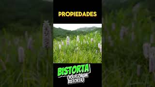 Bistorta Polygonum bistorta  Detiene el sangrado y promueve la cicatrización de heridas plantas [upl. by Wiltz]