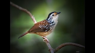 Striped wren babbler纹鹪鹛 [upl. by Kirby]