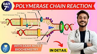 pcr biochemistry  polymerase chain reaction biochemistry [upl. by Bathulda]