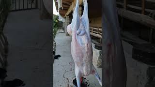 gosht sheep sheepfarm arashan animals qashqirlarmakonipistirma food fargonamashinabozorin [upl. by Niuqram]