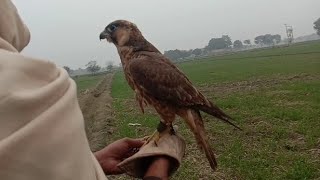 Training of shaheen Red Naped Falcon Wildlife Today [upl. by Thielen5]