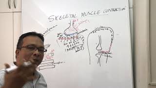 Skeletal muscle contractionsliding filament theoryRyanodine receptors and its disorders [upl. by Hsu]