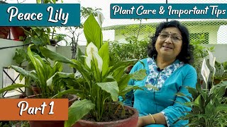 Peace Lily Plant Care  Important Tips And Problems [upl. by Ericha]