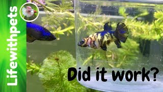 Adding Another Female To The 75 Gallon Betta Fish Tank [upl. by Hashim936]