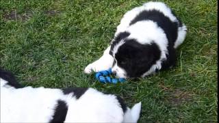 Landseer puppies first 12 weeks [upl. by Leviralc8]