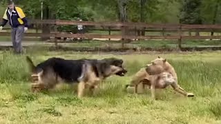 German Shepherd Attacks Pitbull OFF LEASH PARK [upl. by Notelrahc]