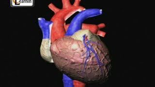 Heartbeat Explained  Lub dub  Cardiac cycle  Heart Sound  Human Anatomy video 3D  elearnin [upl. by Resor]