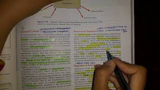 Functions and clinicals of Hypothalamus hypothalamus neuroanatomy usmle anatomy [upl. by Livingston]