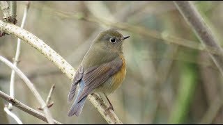 Redflanked Bluetail  Tarsiger cyanurus Blauwstaart  Montzen  Belgium  812018 [upl. by Naitirb]