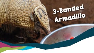 The ThreeBanded Armadillo Paignton Zoo [upl. by Hobey217]