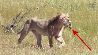 Lion vs Ostrich chicks  Female takes advantage of easy prey in Kgalagadi National Park [upl. by Violet761]