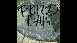 Pond Cam Live [upl. by Zil]