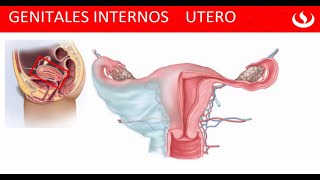 Utero  Cervix  Ligamentos  Vasculatura  Funciones  Genitales Internos Femeninos 👍👍 [upl. by Adieno]