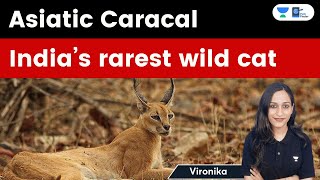 CARACAL is a CATJUMPER a Bird Hunter Caracal vs Jackals and Birds [upl. by Sankaran]