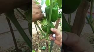 Growing Capsicum Shorts garden farming 💕 [upl. by Brenn401]