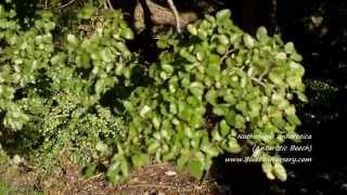 Nothofagus antarctica Antarctic Beech [upl. by Enyalahs]