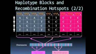 Microarray based SNP genotyping [upl. by Gorrono]