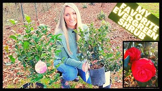 How To Grow Camellias  Camellia Japonica vs Sasanqua [upl. by Idyak]